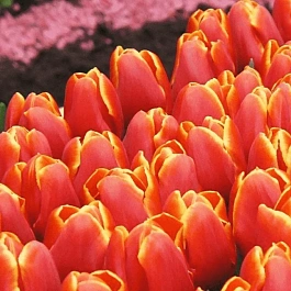 Тюльпан Verandi