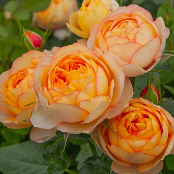 Роза миниатюрная Бэби романтика