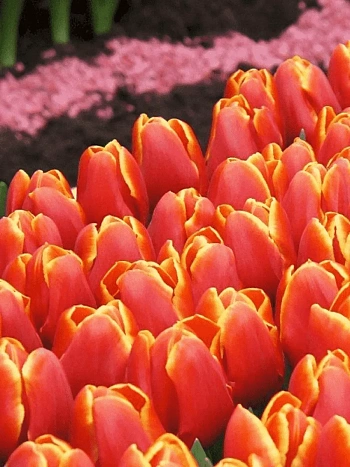 Тюльпан Verandi