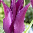 Тюльпан Purple Dream