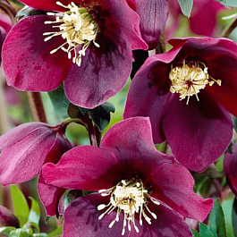 Морозник восточный Red Lady