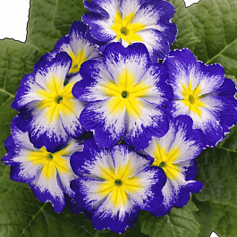 Примула Hethor Blue with Red Edge