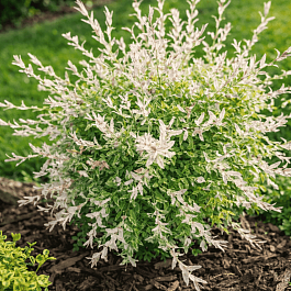 Ива цельнолистная Hakuro Nishiki