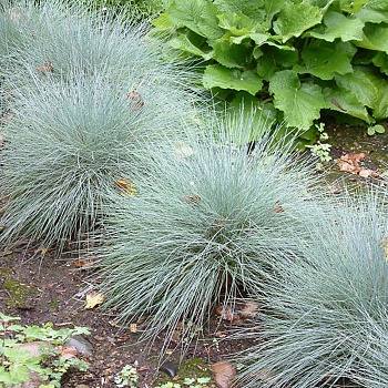 Овсяница сизая Фрэдди