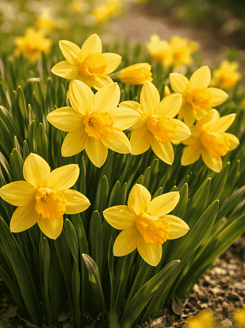 Нарцисс Tete a Tete