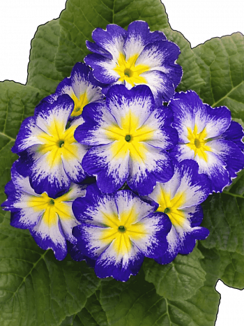 Примула Hethor Blue with Red Edge