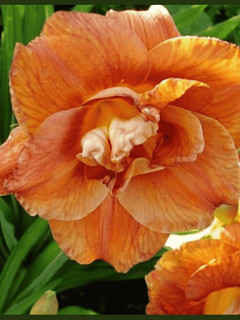 Лилейник Mary Brown