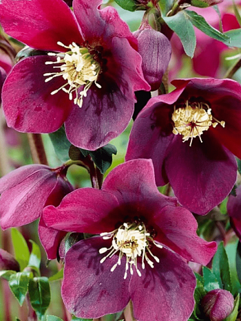 Морозник восточный Red Lady