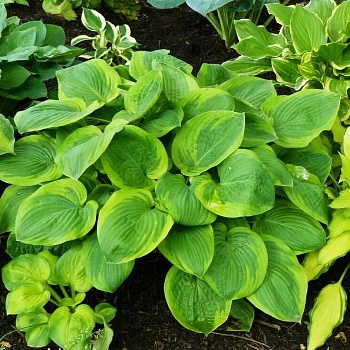 Хоста гибридная Майян Мун Хоста гибридная Майян Мун