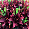Лилия азиатская Дарк Секрет