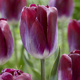 Тюльпан Триумф Канзас Прауд