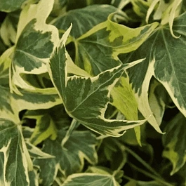 Плющ обыкновенный Yellow Ripple