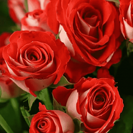 Роза  кустовая Zadique