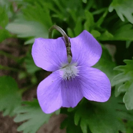 Виола пальчатая