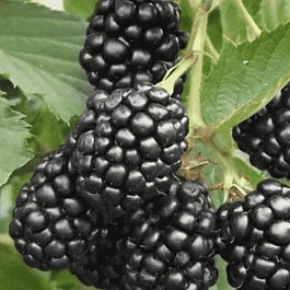 Ежевика Relevant