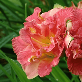 Лилейник Lacy Doily