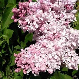 Сирень обыкновенная Милосердие