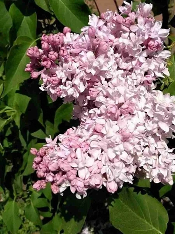 Сирень обыкновенная Милосердие