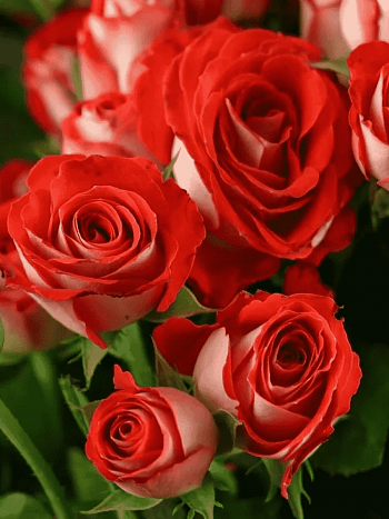 Роза  кустовая Zadique