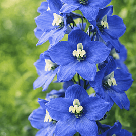 Дельфиниум  культурный Pacific Giant Blue Bird