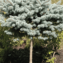 Ель колючая Montgomery  штамб 80-90 см