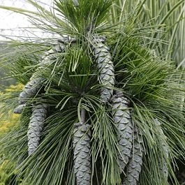 Сосна шверина Wiethorst