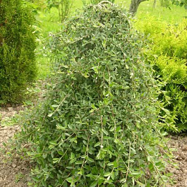 Ива цельнолистная Пендула