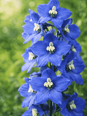 Дельфиниум  культурный Pacific Giant Blue Bird