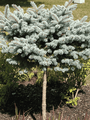 Ель колючая Montgomery  штамб 80-90 см