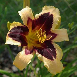 Лилейник гибридный Вайлд Хорсес