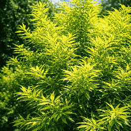 Ива сахалинская Golden Sunshine