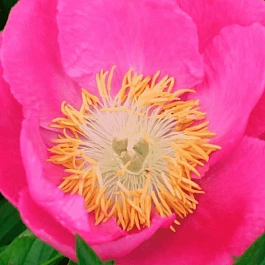 Пион Молочноцветковый Birtday