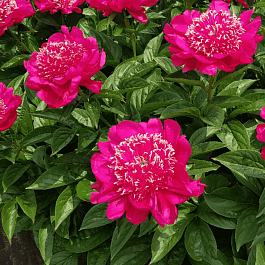 Пион Молочноцветковый Cuckoos Nest