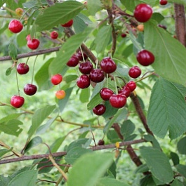 Вишня обыкновенная Игрицкая