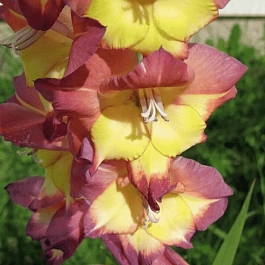 Гладиолус Brescia