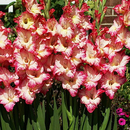 Гладиолус крупноцветковый Присцилла