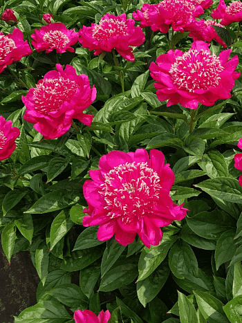 Пион Молочноцветковый Cuckoos Nest