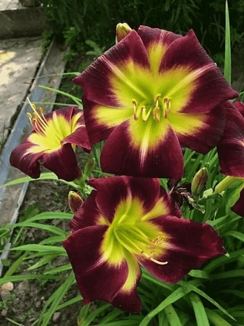 Лилейник Night Beacon