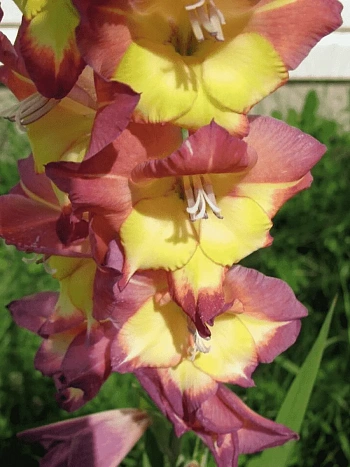 Гладиолус Brescia