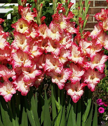 Гладиолус крупноцветковый Присцилла