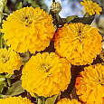 Цинния лиллипут Желтая Цинния лиллипут Желтая