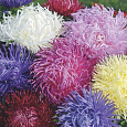 Астра коготковая Смесь окрасок Астра коготковая Смесь окрасок