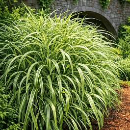 Мискантус китайский Cabaret