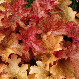 Гейхера Ginger Peach