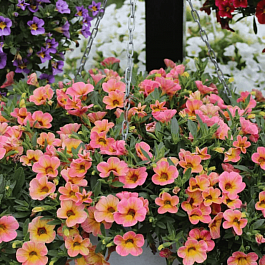 Калибрахоа Chameleon Cherry Banana