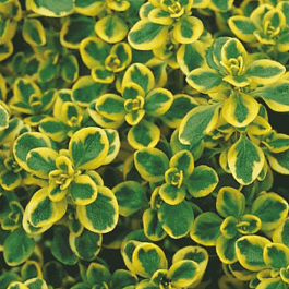 Тимьян лимоннопахнущий Mystic Lemon