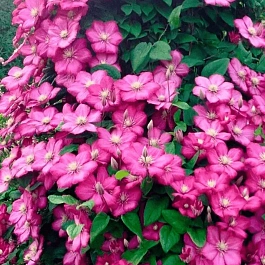 Клематис гибридный Ville de Lyon