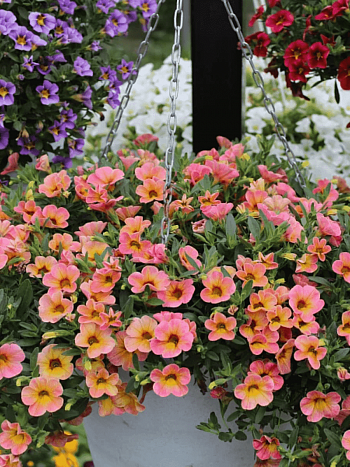 Калибрахоа Chameleon Cherry Banana