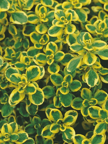 Тимьян лимоннопахнущий Mystic Lemon