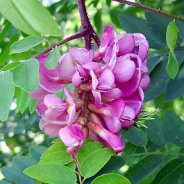 Акация розовоцветущая